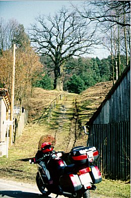 Kaisereiche in Füttersee