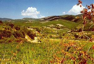 Typische Landschaft nach Greve